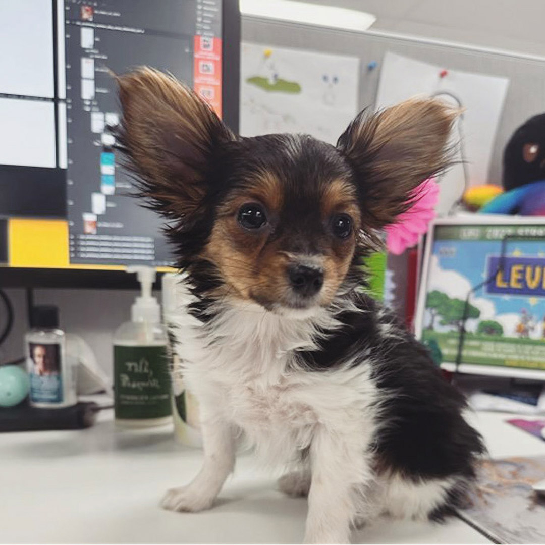Dog